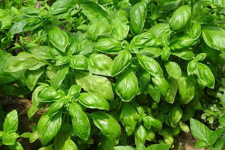 Citronbaziliks ‘Mrs Burns’ – ļoti aromātiska citronbazilika šķirnes sēklas.